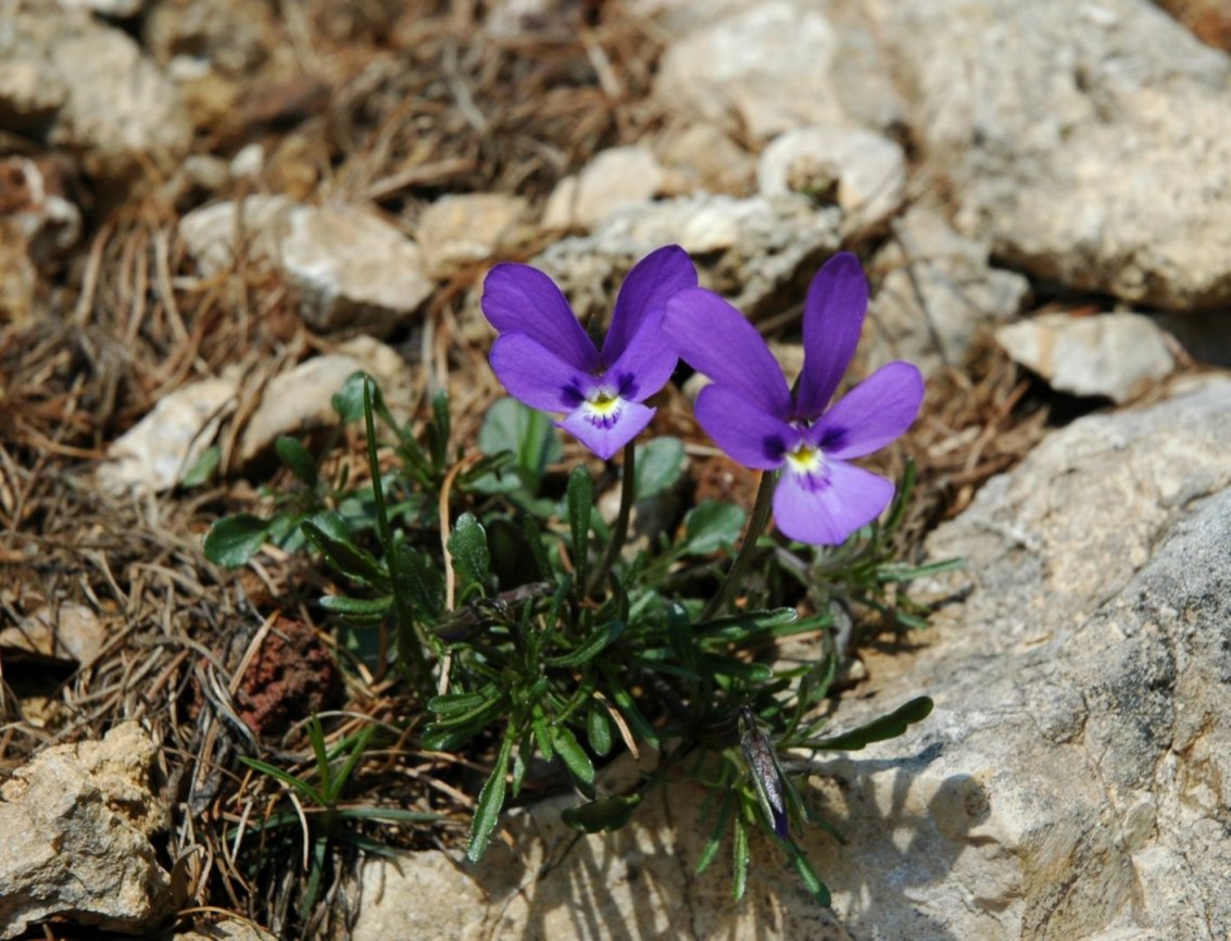 Viola dubyana / Viola di Duby
